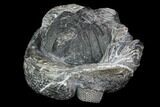 Bargain, Bumpy, Enrolled Drotops Trilobite - Around #100104-3